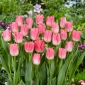 "Dynasty" tulip - 5 bulbs