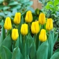 Karakterek' tulipán - 5 hagymák