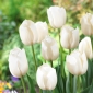 Tulpe "Weiß" - 5 Zwiebeln