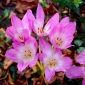 Colchicum Lilac Wonder – Herbst-Zeitlose Lilac Wonder