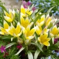 Tulipa Tarda - pacote de 5 peças