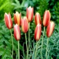 Tulpės Cynthia - pakuotėje yra 5 vnt - Tulipa Cynthia