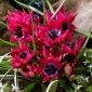 Tulpės Little Beauty - pakuotėje yra 5 vnt - Tulipa Little Beauty