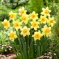 "Red Devon" daffodil - 5 bulbs