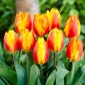 Tulip Flair - 5 pcs