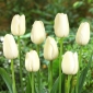 Tulip Maureen - 5 pezzi