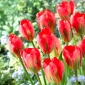 Alerta Tulip Red - 5 pcs.