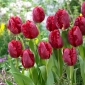 Pionnier tulipe - 5 pcs