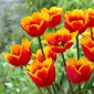 Tulip Tiano - 5 pcs.