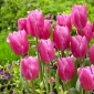 Tulipán Jumbo Pink - 5 ks