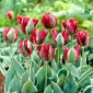 Tulipe Esperanto - 5 mcx