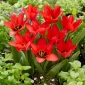 Tulip Jobs Minne - 5 stk