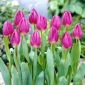 Drapeau Tulipe Violet - 5 pcs