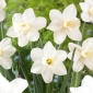 Watch Up daffodil - 5 pcs