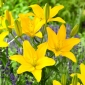 Lily - Easy Sun - sans pollen, parfait pour le vase !