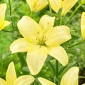 Lily - Easy Vanilla - pollen-free, perfect for the vase!