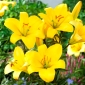 Yellow Planet trumpet lily