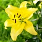 Lily - Poder amarillo