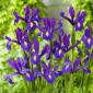 "Discovery Purple" holländsk iris - 10 lökar