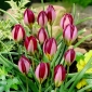 Tulip Red Beauty - 5 tk