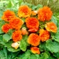 Begonia Non Stop - arancio - 2 pz