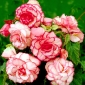 Bouton de Rose begónia - ružovo-biela - 2 ks