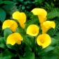 Florex Gold calla lily - bulbo XXL; lirio de aro, Zantedeschia