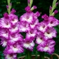 Anouk gladiolus - 5 kpl