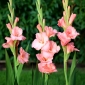 Chatelaine gladiolus - 5 ks