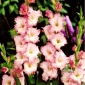 Dolce Vita gladiolus - 5 kosov