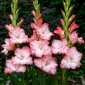 Kalos gladiolus - 5 st