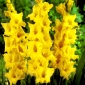Limoncello gladiolus - 5 pcs