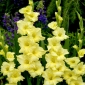 Morgonguld gladiolus - 5 st