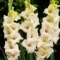 Gladiolus Rivendell - 5 buc.