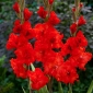 Gladiolus petarde - 5 kom