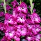 Nablus gladiolus - 5 kpl