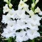 Tarantella gladiolus - 5 stk