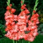 Ted's Frizzle gladiolas - 5 vnt.