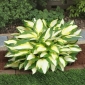 Color Festival hosta, plantain lily - tricolor blader