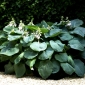 Kingsize hosta, plantain lily - XL-sized leaves