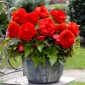 Superba Begonie roșie cu flori mari - cu flori roșii - 2 buc.