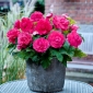 Superba Rose nagyvirágú begónia - rózsaszín virágú - rózsaszín - 2 db.