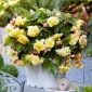 Odorata Sunny Dream fragrant begonia - 2 pcs