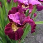 Frøken Æble Sibirisk iris; Sibirisk flag