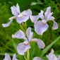 Blød blå sibirisk iris, sibirisk flag