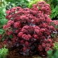Purple Emperor stonecrop - Sedum - planta