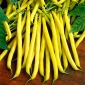 Patuljak Francuski grah Golden Saxa sjeme - Phaseolus vulgaris - 160 sjemenki - Phaseolus vulgaris L. - sjemenke
