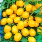 Tomate -  Citrus Grape - Lycopersicon esculentum Mill  - sementes