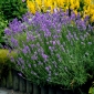 Purple lavender - 1 pc