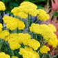Moonshine common yarrow - yellow flowers